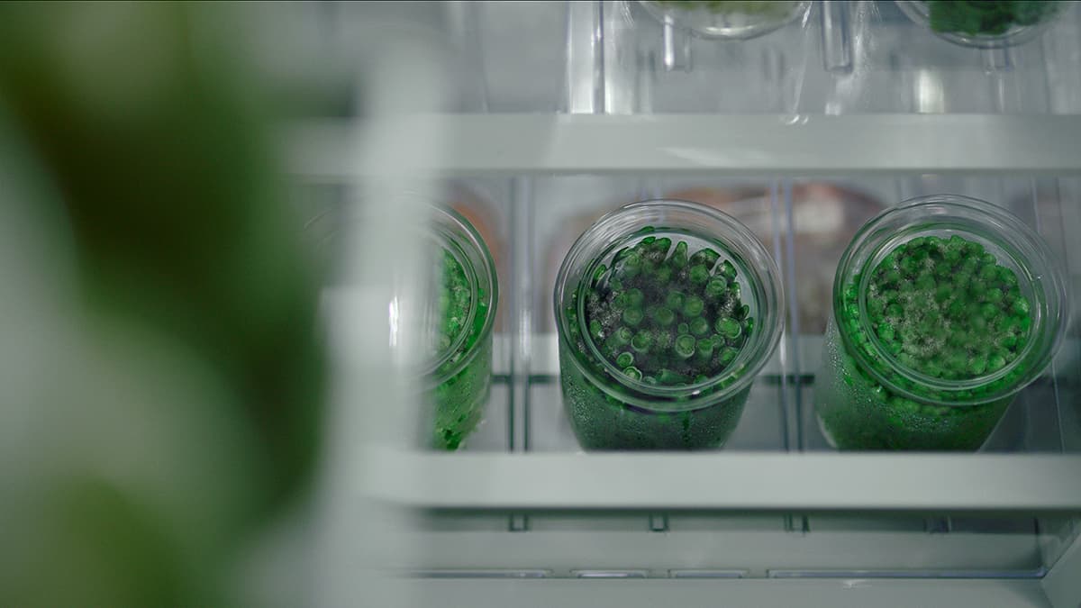 Frozen vegetables stabilized for long-term storage