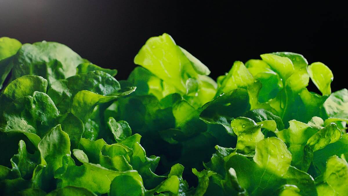 Fresh lettuce stored in a humidity-controlled drawer